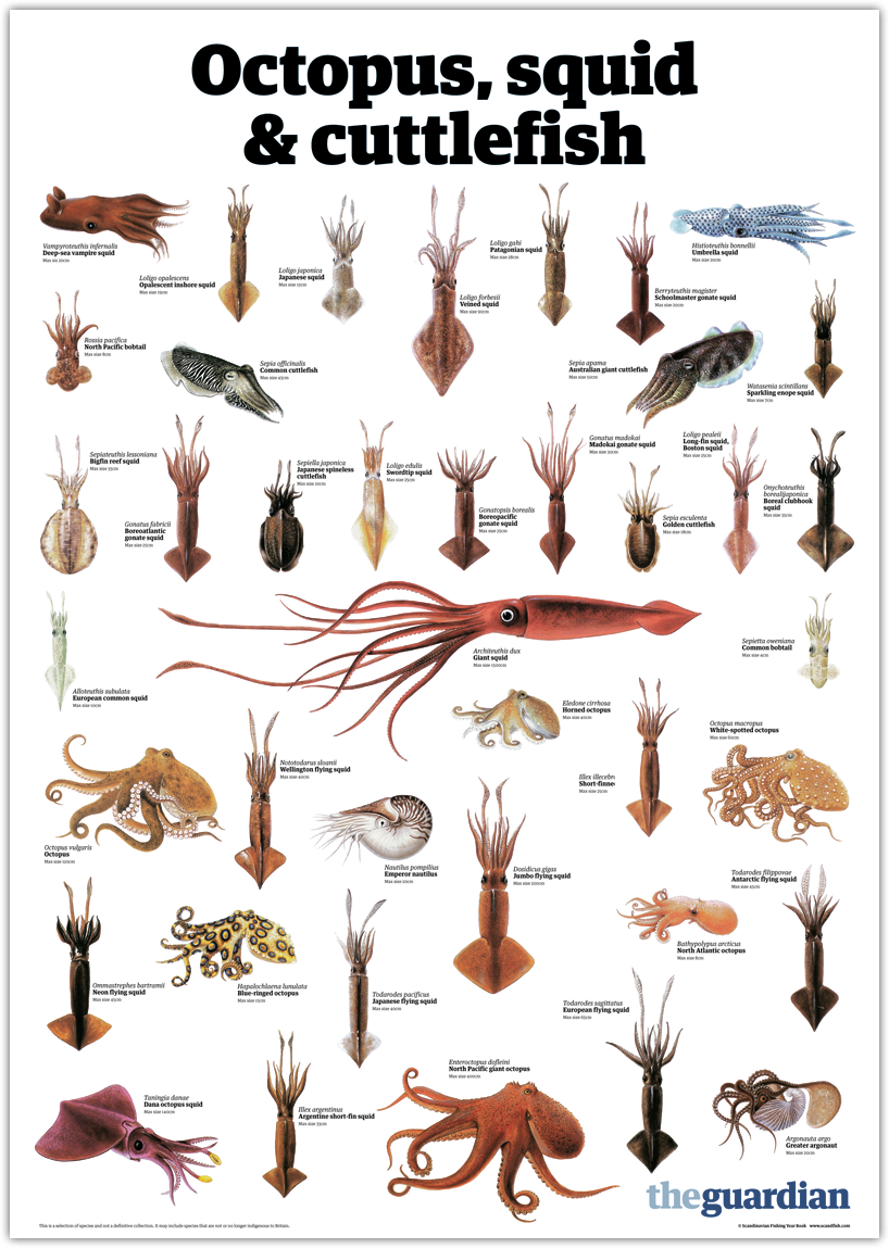 Tintenfischarten